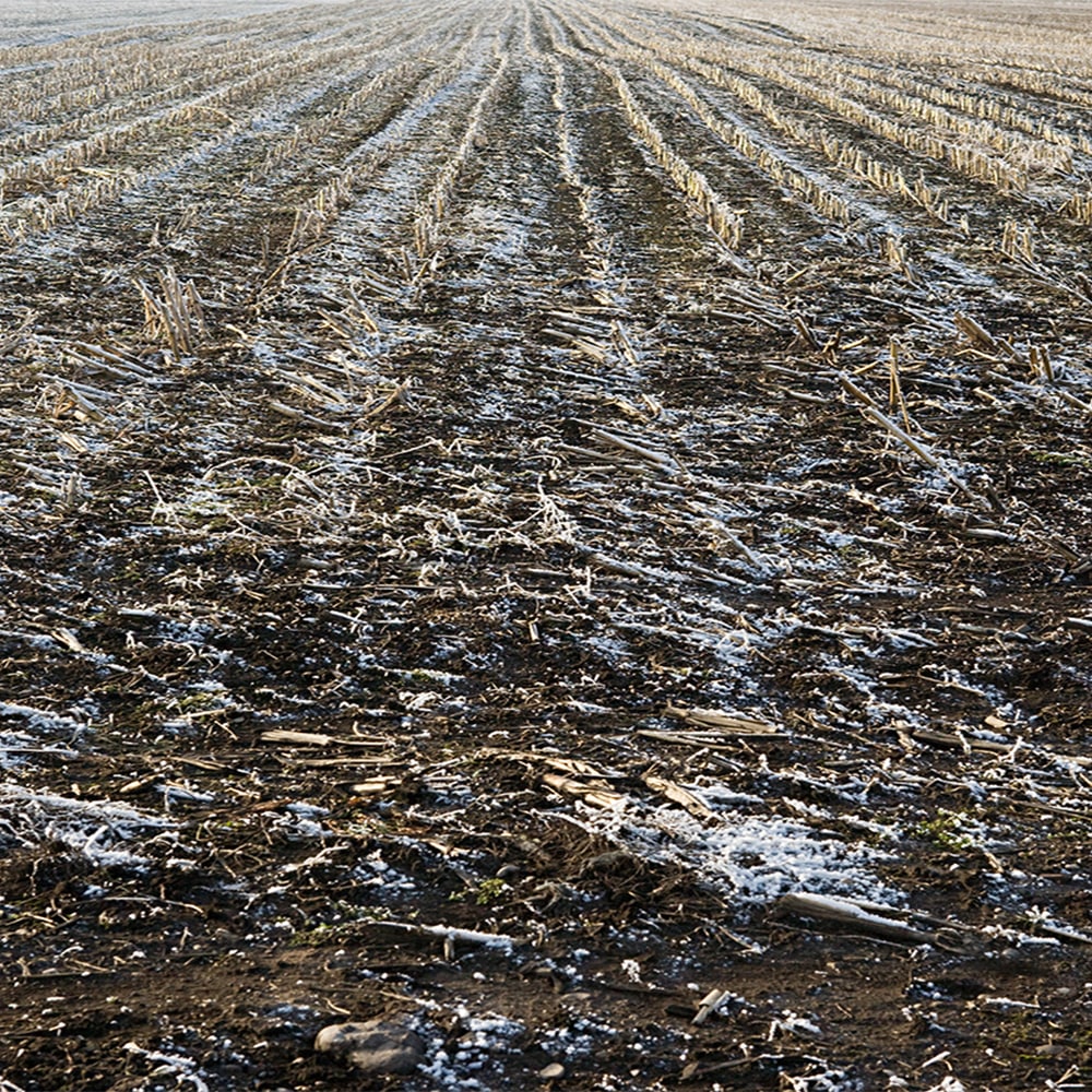 A field with corn stubble and melting snow on the field